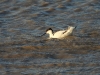 dscn 2791.jpg Avocette élégante Recurvirostra avosetta à l'embouchure de la Sèvre niortaise