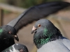 dsc 1753.jpg Pigeons bisets Columba livia à Morro Jable