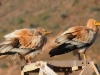 dsc 1805.jpg Couple de vautours percnoptères Neophon percnopterus percnopterus à Vega de Rio Palmas