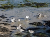 dsc 1988.jpg Bécasseaux sanderling Calidris alba à Costa Calma