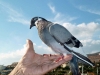 p1000556.jpg Pigeon biset Columba livia à Morro Jable  (photo Béa)