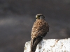dsc 3480.jpg Faucon crécerelle Falco tinnunculus canariensis dans le Monumento National de Cuchillos de Vigan