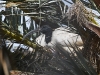 dsc 3578.jpg Ibis sacré Threskiornis aethiopicus couvant dans un palmier à Morro Jable