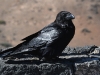 dsc 3985.jpg Grand corbeau Corvus frugileus au mirador Risco de las Penas