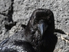 dsc 4002.jpg Grand corbeau Corvus frugileus au mirador Risco de las Penas