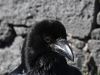 dsc 4003.jpg Grand corbeau Corvus frugileus au mirador Risco de las Penas