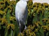 dsc 4227.jpg Hérons garde-boeufs Bubulcus ibis à Villaverde