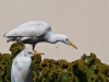 dsc 4229.jpg Hérons garde-boeufs Bubulcus ibis à Villaverde