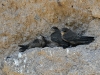 dsc 3007.jpg Nid d'hirondelles de rochers Ptyonoprogne rupestris à Vardzia