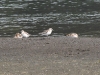 dsc 3883.jpg Bécasseaux sanderling et grand gravelot sur le chenal du lac Paliastomi