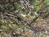 dsc 3016.jpg Pouillot du Caucase Phylloscopus nitidus au col de Ughviri