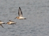 dsc 4011.jpg Envol de bécasseaux sanderling Calidris alba à l'embouchure du lac Paliastomi