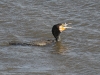 dsc 4892.jpg Grand cormoran Phalacrocorax carbo sur la côte est de Texel