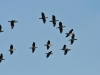 dsc 5114.jpg Vol de grands cormorans Phalacrocorax carbo au banc de l'Ilette