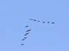 dsc 9833.jpg Migration de grands cormorans Phalocrocorax carbo à Pissevaches