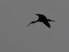 dsc 5624.jpg Ibis falcinelle Plagadis falcinellus à Lagoa de Salgados