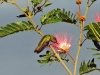dsc 6717.jpg Colibri huppé femelle Orthorhyncus cristatus à l'Anse Noire