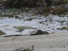dsc 4799.jpg Bécasseaux sanderling et grand gravelot sur la plage du vieux port