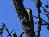 dsc 3804.jpg Pic cendré Picus canus dans le Parc National de Tara