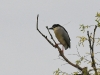 dsc 7168.jpg Bihoreau gris Nycticorax nycticorax à Hortobagyi en Hongrie