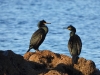 dscn 4453.jpg Cormorans huppés de Méditerranée Phalacrocorax desmarestii sur la plage La Viva à Porticcio