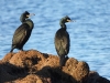dscn 4457.jpg Cormorans huppés de Méditerranée Phalacrocorax desmarestii sur la plage La Viva à Porticcio