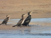 dscn 4653.jpg Grands cormorans Phalacrocorax carbo à l'embouchure de la Gravona et du Prunelli à Porticcio