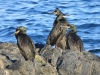 Cormorans huppés de Méditerranée Phalacrocorax desmarestii à la Parata