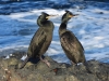 Cormorans huppés de Méditerranée Phalacrocorax desmarestii  à la Parata à Ajaccio