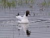 ch8a 0092.jpg Mouette rieuse Chroicocephalus ridibundus dans la prairie en face du maraichage sur la route d'Air Corsica à Ajaccio