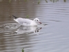 ch8a 0094.jpg Mouette rieuse Chroicocephalus ridibundus dans la prairie du maraichage le long de la route d'Air Corsica