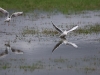 cha8a 0100.jpg Mouettes rieuses Chroicocephalus ridibundus dans la prairie du maraichage le long de l'aéroport d'Ajaccio