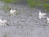 ch8a 0110.jpg Mouettes rieuses Chroicocephalus ridibundus dans la prairie en face du maraichage sur la route d'Air Corsica à Ajaccio