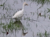 ch8 0117.jpg Héron garde-boeufs Bubulcus ibis dans la prairie en face du maraichage sur la route d'Air Corsica à Ajaccio