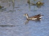 ch8a 0280.jpg Gallinule africaine Paragallinula angulata immature dans la prairie à l'entrée droite d'Air Corsica