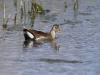 ch8a 0287.jpg Immature de gallinule africaine Paragallinula angulata dans la prairie à l'entrée droite d'Air Corsica