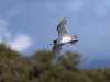 ch8a 0444.jpg Mouette mélanocéphale Larus melanocephalus dans la prairie à l'entrée droite d'Air Corsica