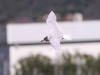 ch8a 0446.jpg Mouette mélanocéphale Larus melanocephalus dans la prairie à l'entrée droite d'Air Corsica