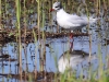 ch8a 0460.jpg Mouette mélanocéphale Larus melanocephalus dans la prairie à l'entrée droite d'Air Corsica