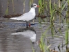 ch8a 0466.jpg Mouette mélanocéphale Larus melanocephalus dans la prairie à l'entrée droite d'Air Corsica