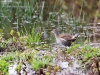 ch8a 0524.jpg Gallinule africaine immature Paragallinula angulata à Air Corsica