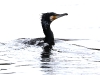 ch8a 1004.jpg Grand cormoran Phalacrocorax sinensis à Casavone