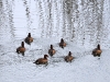 ch8a 1015.jpg Fuligules nyrocas Aythya nyroca à Capitello