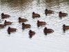 ch8a 1094.jpg Fuligules nyrocas Aythya nyroca à Capitello