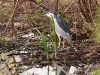 ch8a 1552.jpg Bihoreau gris Nycticorax nycticorax à Air Corsica