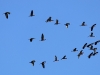 ch8a 1810.jpg Ibis falcinelles Plegadis falcinellus à Air Corsica