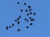 ch8a .jpg 1823.jpg  Ibis falcinelles Plegadis falcinellus à Air Corsica