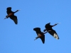 ch8a 1841.jpg Ibis falcinelles Plegadis falcinellus à Air Corsica