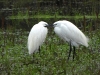 dscn 6671.jpg Aigrettes garzettes Egretta garzetta au Maraichage