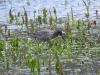 dscn 6782.jpg Chevalier gambette Tringa totanus au Maraichage